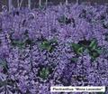 Swedish ivy ، spur flower